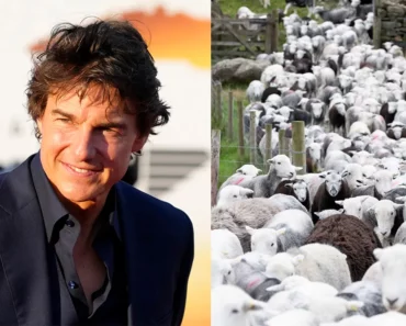A flock of sheep makes it impossible to shoot mission impossible 8 starring Tom Cruise.